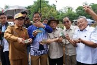 Panen Ikan Papuyu di kolam milik Kelompok Pembudidaya Ikan (Pokdatan) Tabulihin, Desa Karang Intanpanen ikan papuyu di kolam milik Kelompok Pembudidaya Ikan (Pokdatan) Tabulihin Desa Karang Intan. Foto: MC Banjar