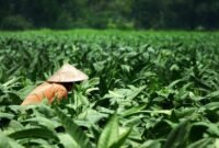 Petani Tembakau (FOTO : INFOPUBLIK)