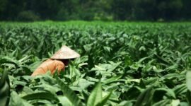 Petani Tembakau (FOTO : INFOPUBLIK)