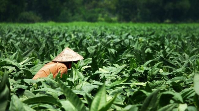 Petani Tembakau (FOTO : INFOPUBLIK)