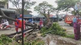 Penanganan Pohon Tumbang oleh Dinas Pemadam Kebakaran dan Penyelamatan (DPKP) Kabupaten Banjar. Foto: Fal Pro1