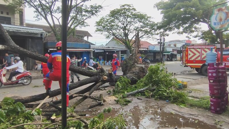 Penanganan Pohon Tumbang oleh Dinas Pemadam Kebakaran dan Penyelamatan (DPKP) Kabupaten Banjar. Foto: Fal Pro1