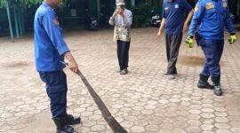 DPKP Banjar evakuasi biawak masuk sekolah