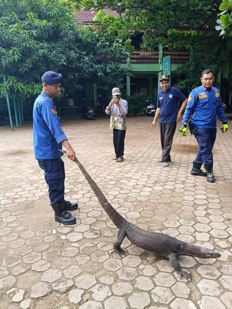 DPKP Banjar evakuasi biawak masuk sekolah