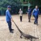 DPKP Banjar evakuasi biawak masuk sekolah