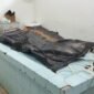 Mayat Ummyati (48) saat di Pemulasaran RSUD Ratu Zalecha. Foto: Fal Pro1