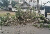 Pohon tumbang di jalan albasiah