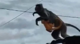 Kera yang hidup liar di Aluh-Aluh