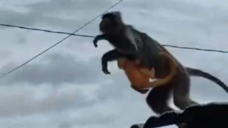 Kera yang hidup liar di Aluh-Aluh