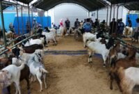 Ajang “Si Kambing Hebat” untuk Tingkatkan Daya Saing Peternak (Foto : Diskominfo Kotabaru)