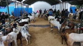 Ajang “Si Kambing Hebat” untuk Tingkatkan Daya Saing Peternak (Foto : Diskominfo Kotabaru)