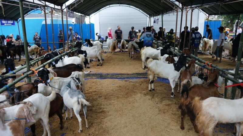 Ajang “Si Kambing Hebat” untuk Tingkatkan Daya Saing Peternak (Foto : Diskominfo Kotabaru)