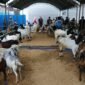 Ajang “Si Kambing Hebat” untuk Tingkatkan Daya Saing Peternak (Foto : Diskominfo Kotabaru)