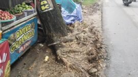 kondisi pohon yang hampir tumbang