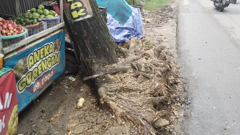 kondisi pohon yang hampir tumbang