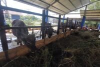 Ilustrasi sapi yang disiapkan untuk momen 5 rajab