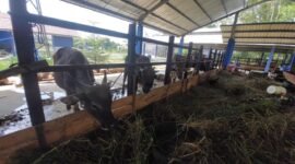 Ilustrasi sapi yang disiapkan untuk momen 5 rajab