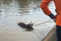 SAPI TERCEBUR DI IRIGASI