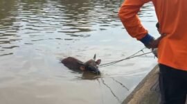 SAPI TERCEBUR DI IRIGASI