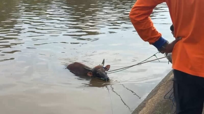 SAPI TERCEBUR DI IRIGASI