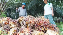 FOTO : kaltimprov.go.id